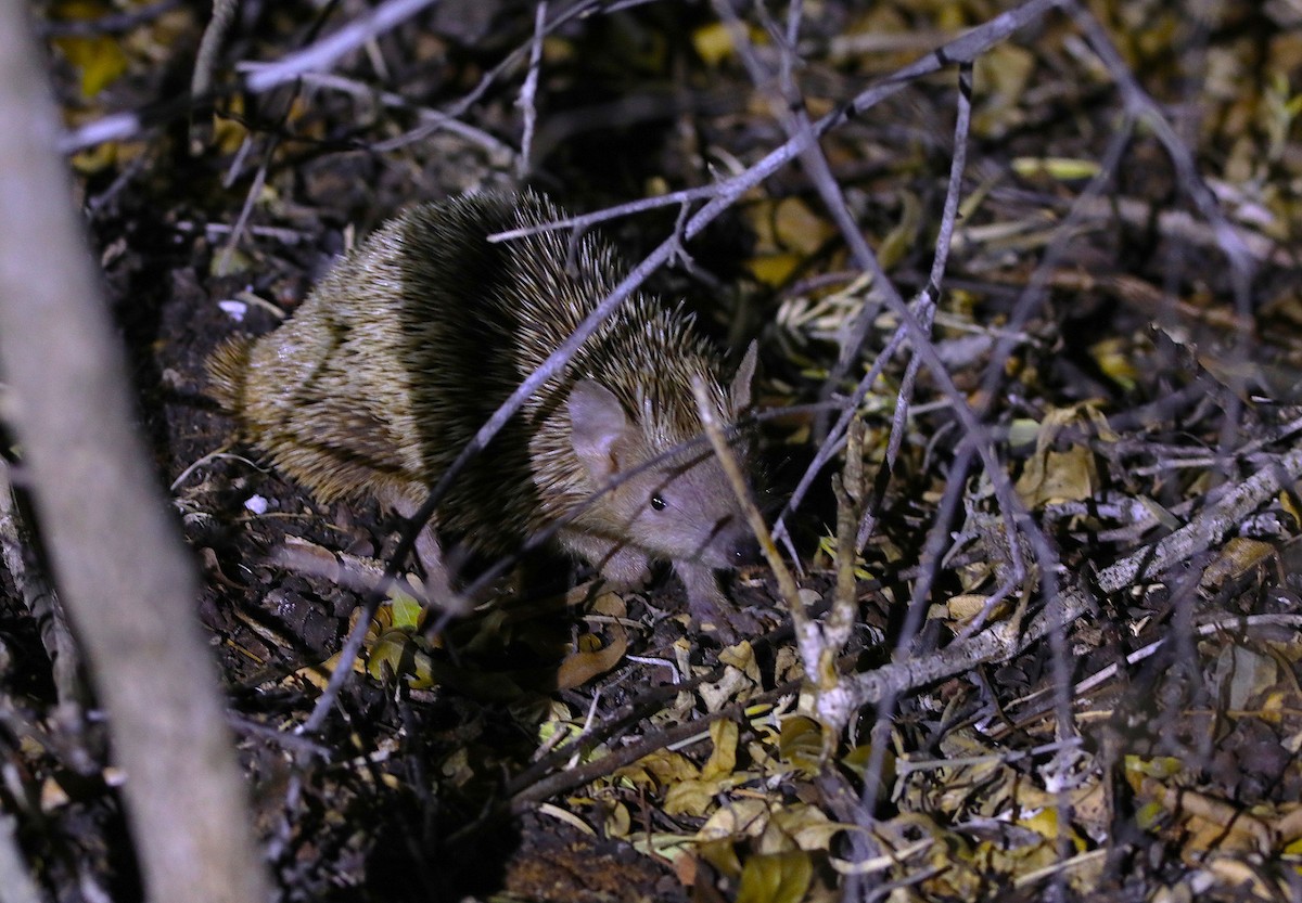Greater Hedgehog Tenrec - ML644291753