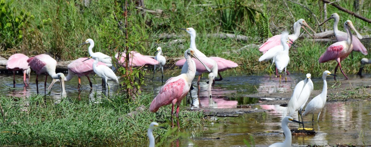 Roseate Spoonbill - ML644291761