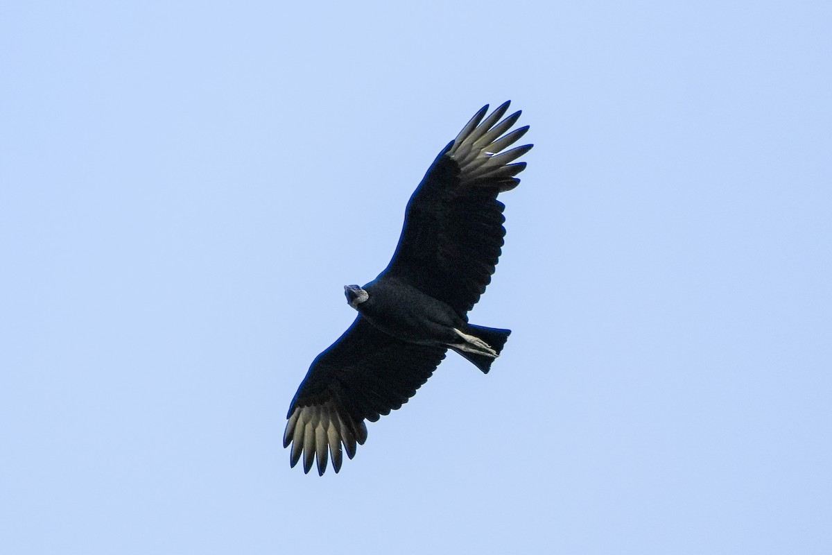 Black Vulture - ML644291762