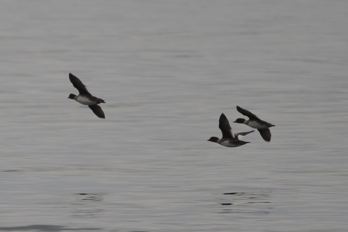 キタホオジロガモ - ML644291767