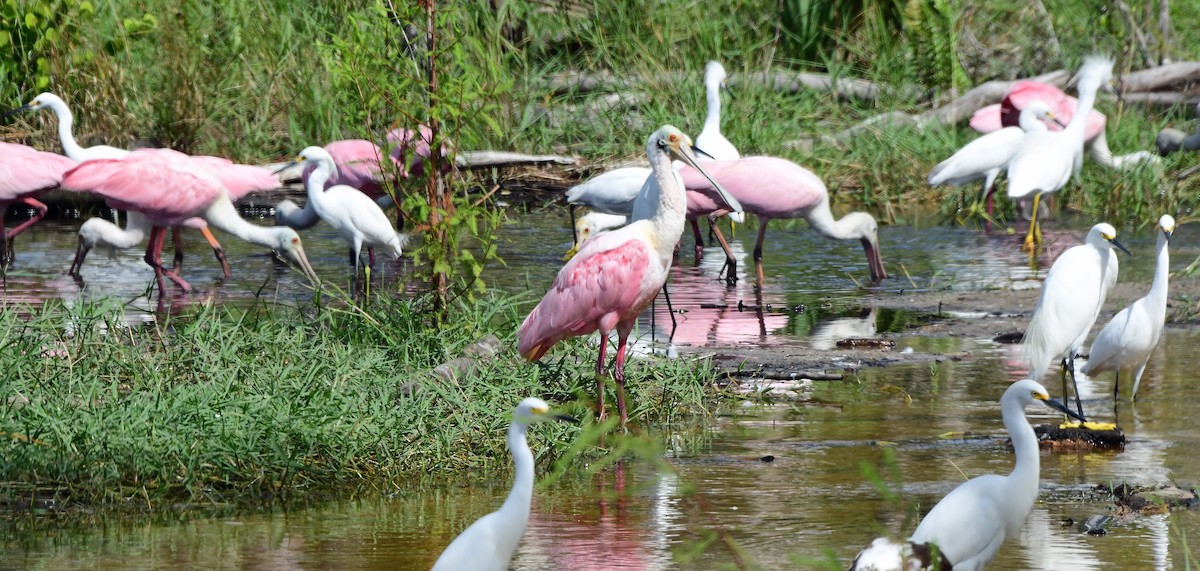 Roseate Spoonbill - ML644291769