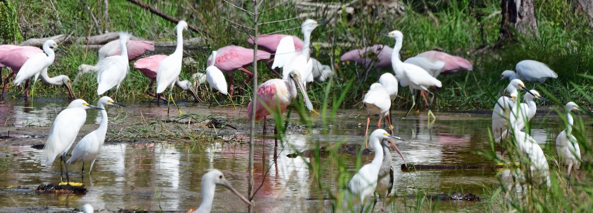 Roseate Spoonbill - ML644291782