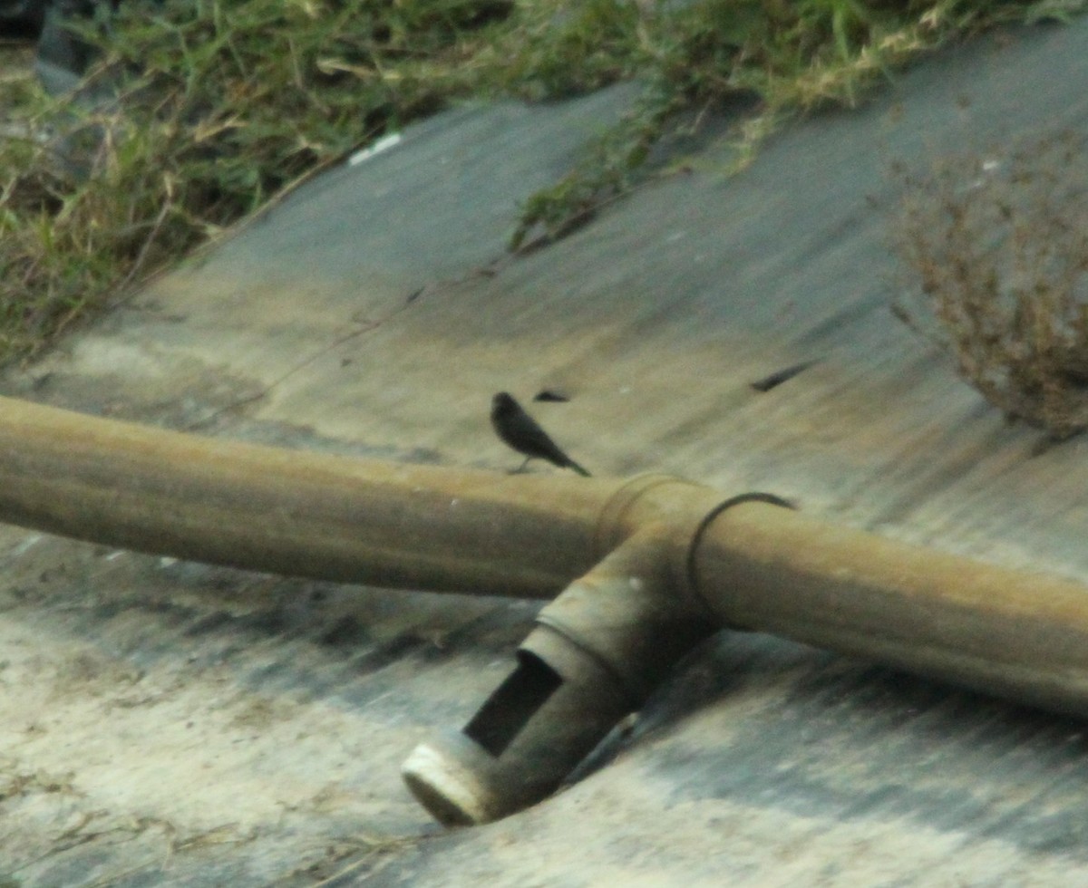 Black Phoebe - ML644291783