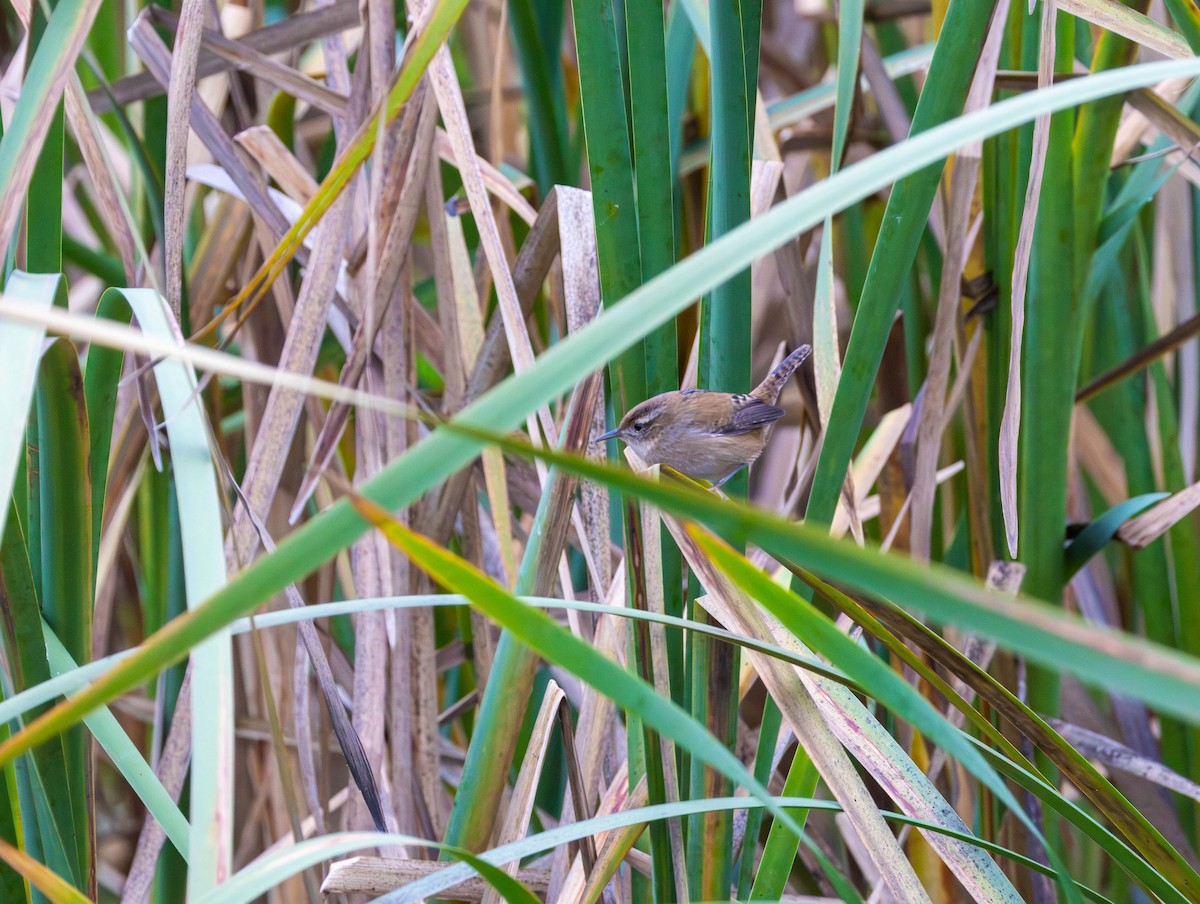 Cucarachero Pantanero - ML644291794