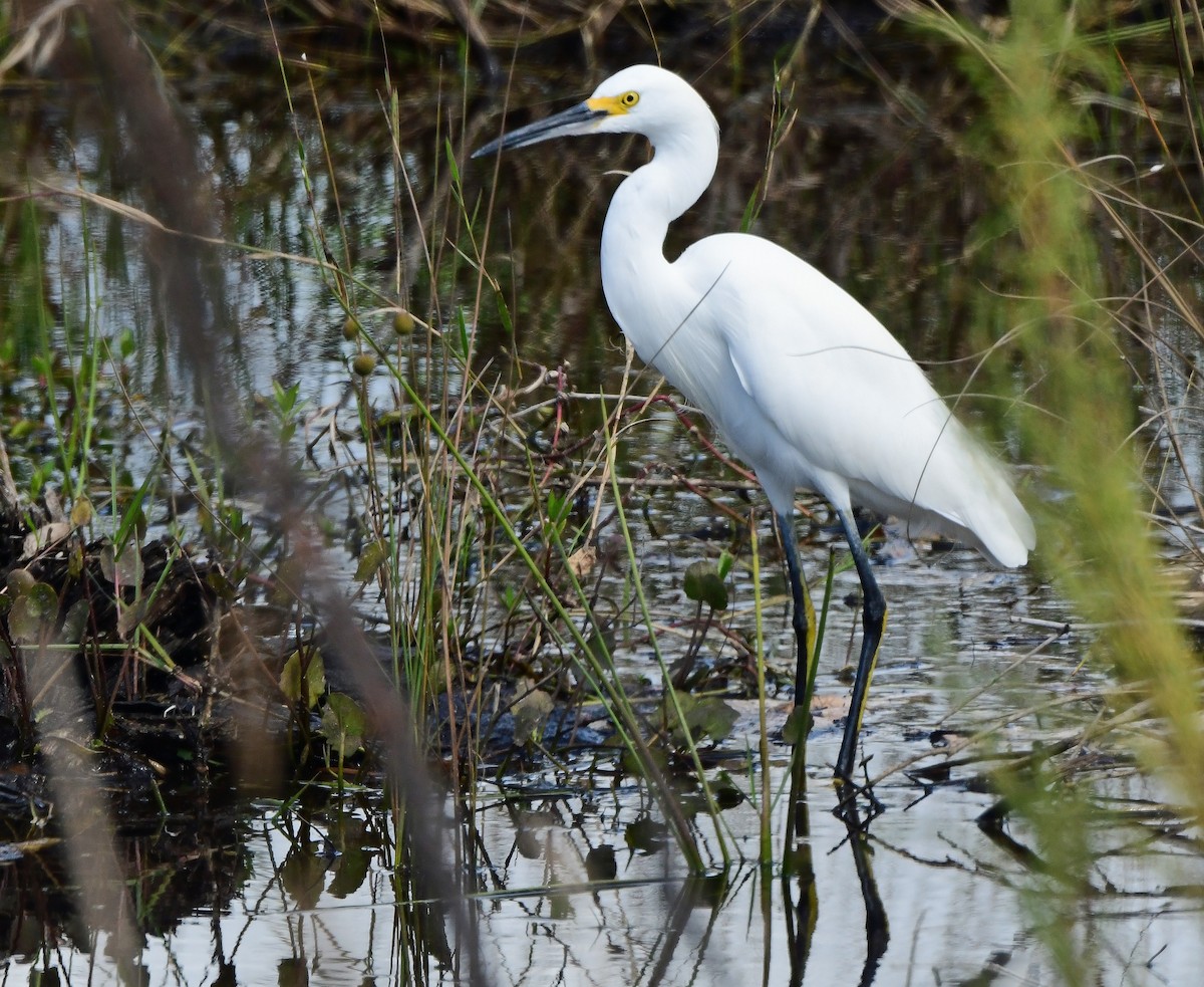 Snowy Egret - ML644291800