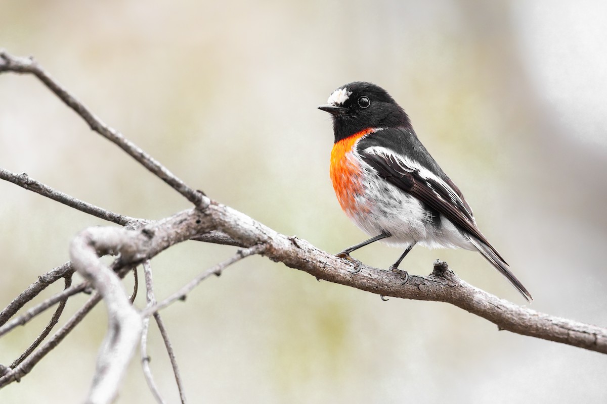 サンショクヒタキ - ML644291801