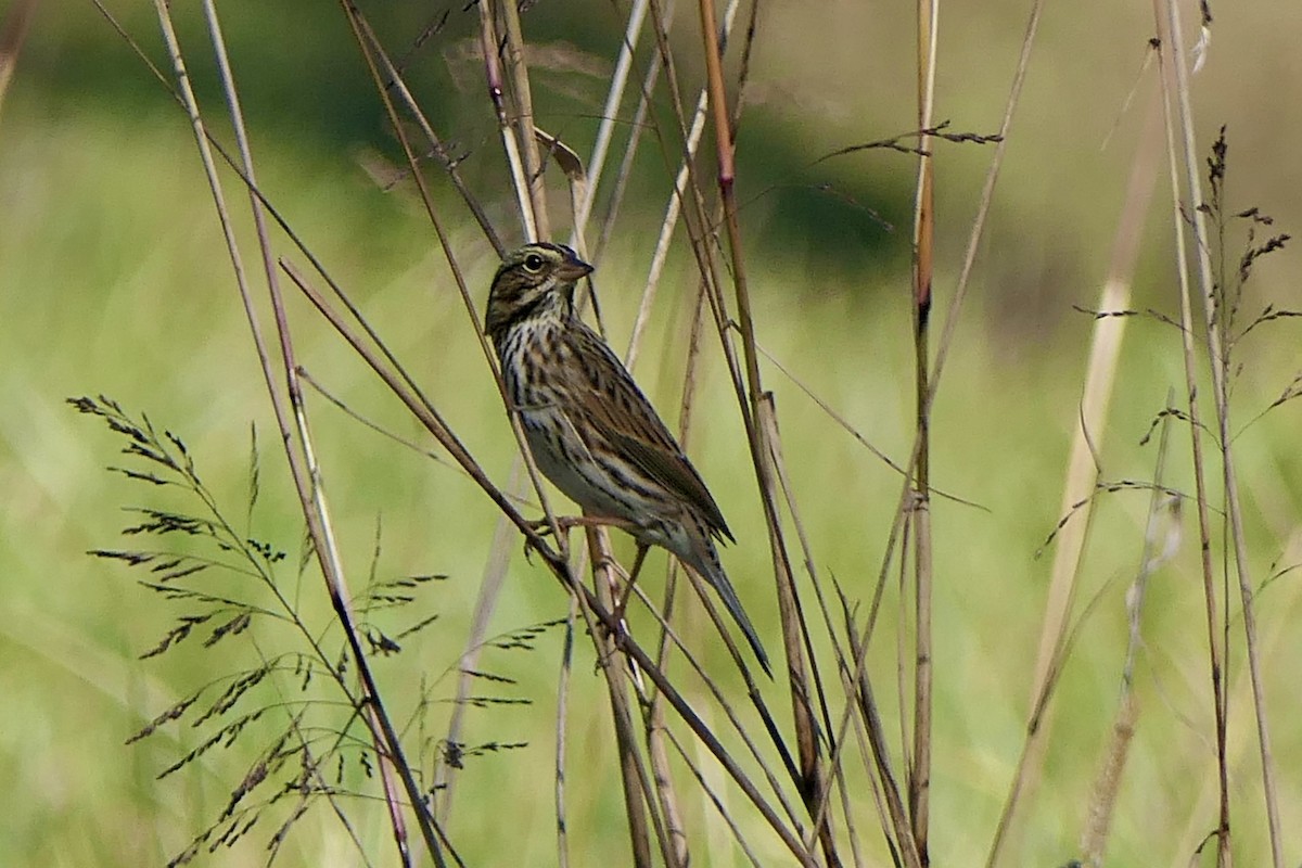 Саванная овсянка - ML644291802