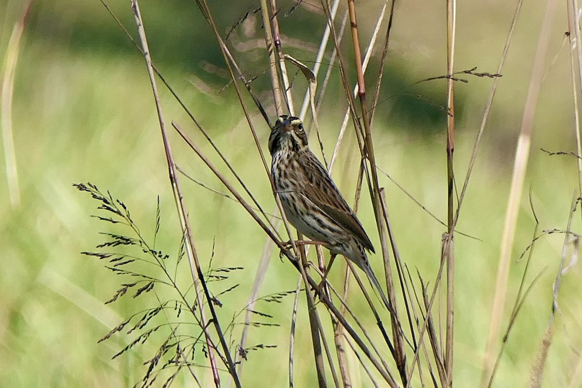 Саванная овсянка - ML644291803