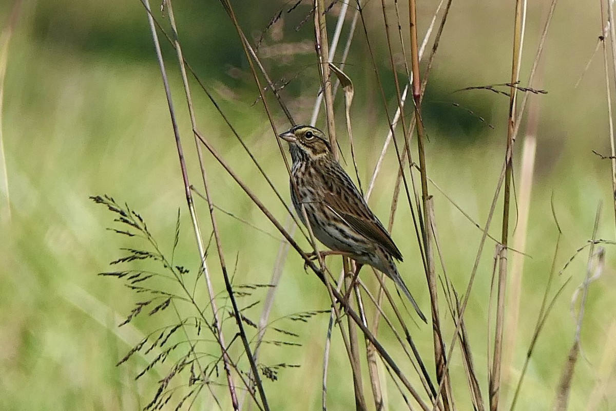 Саванная овсянка - ML644291804