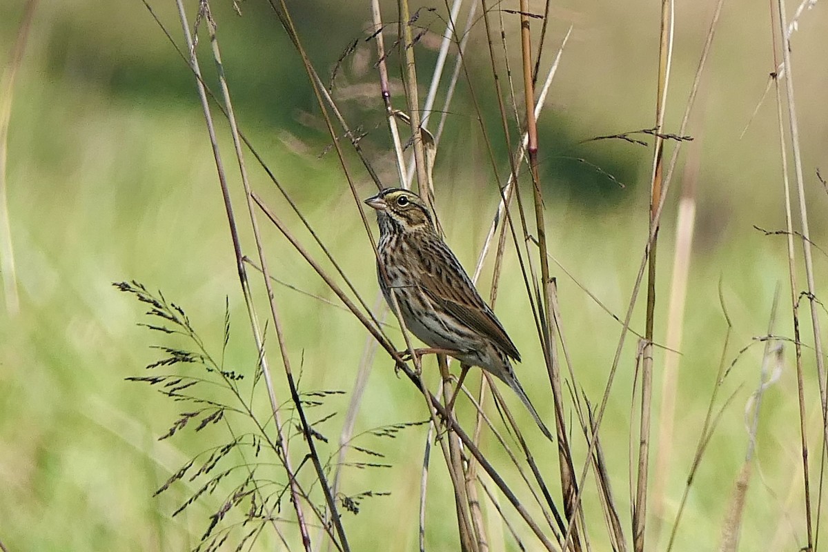 Саванная овсянка - ML644291805
