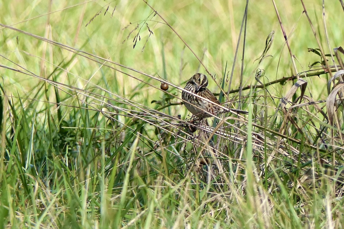 Саванная овсянка - ML644291806