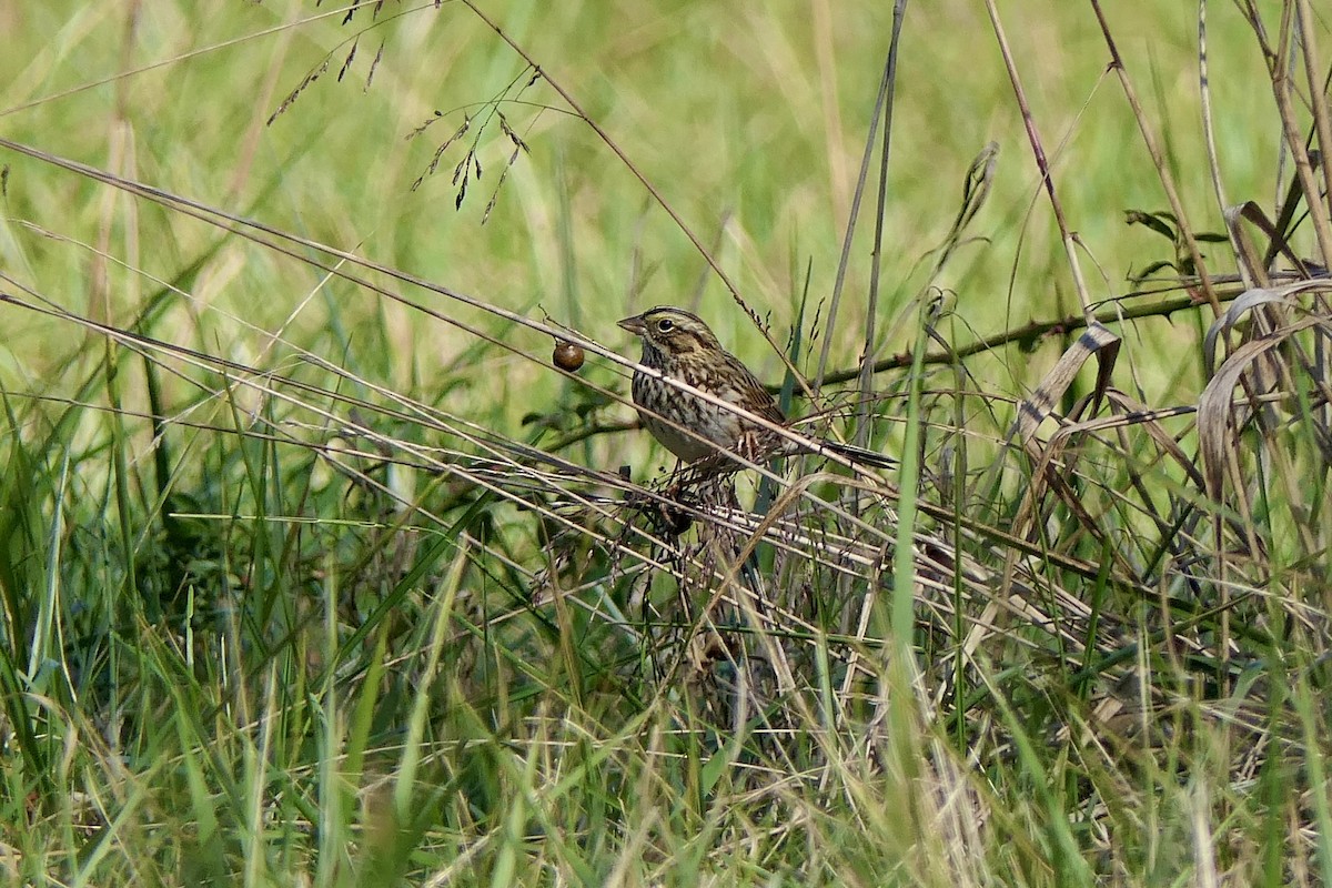 Саванная овсянка - ML644291807