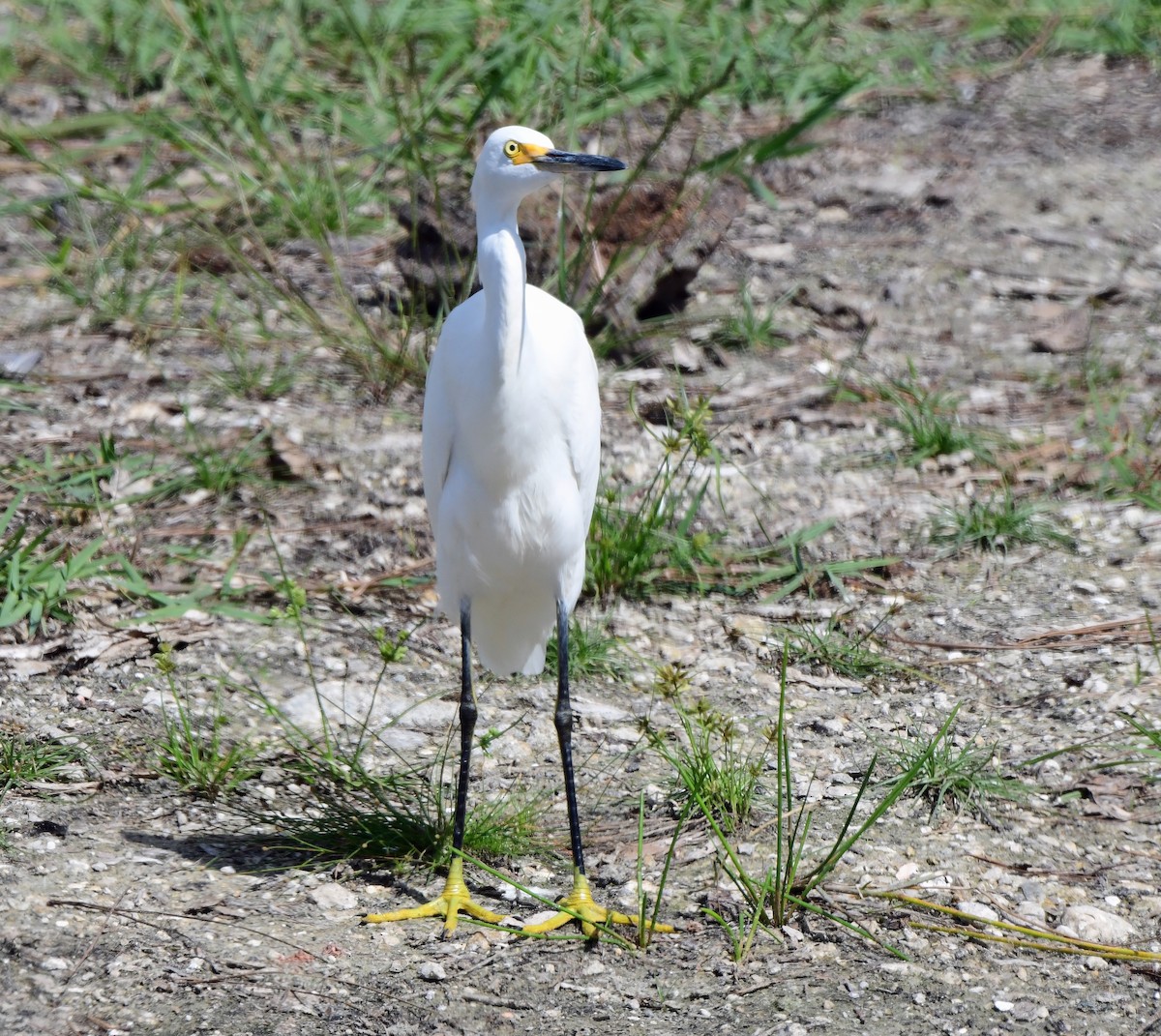 Snowy Egret - ML644291810