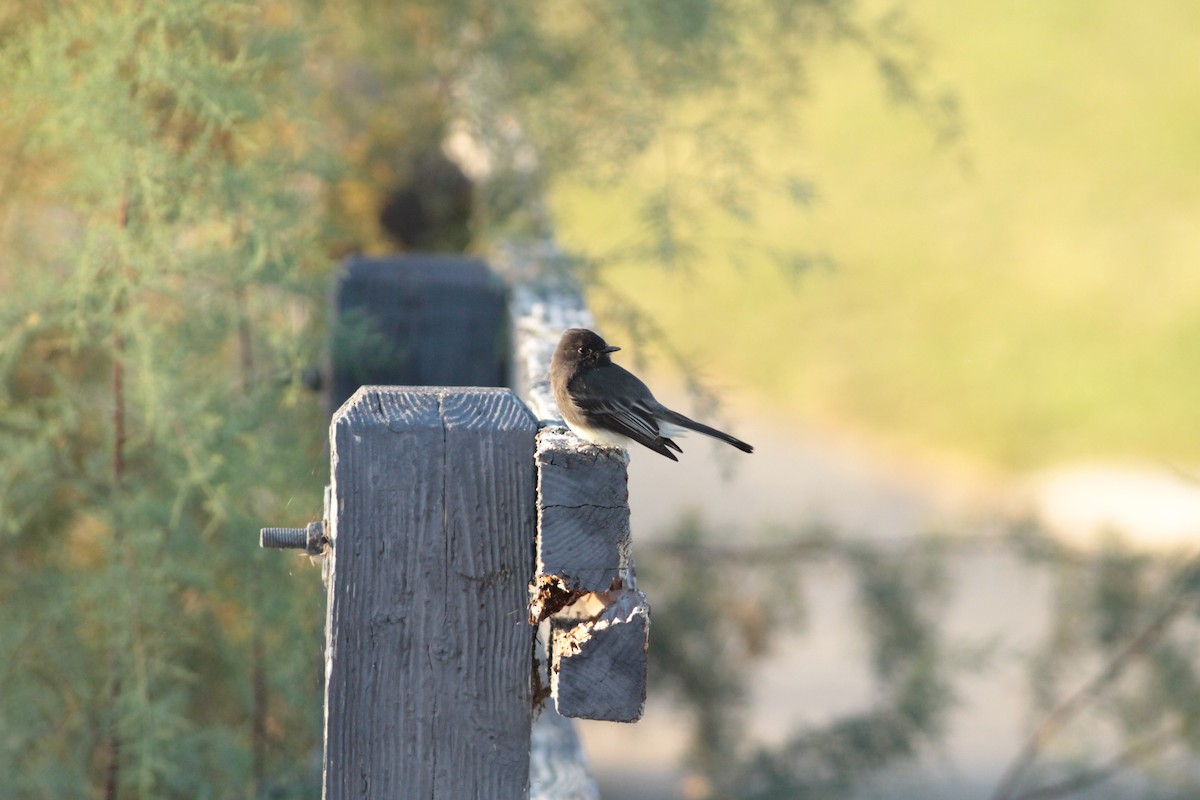 Black Phoebe - ML644291818