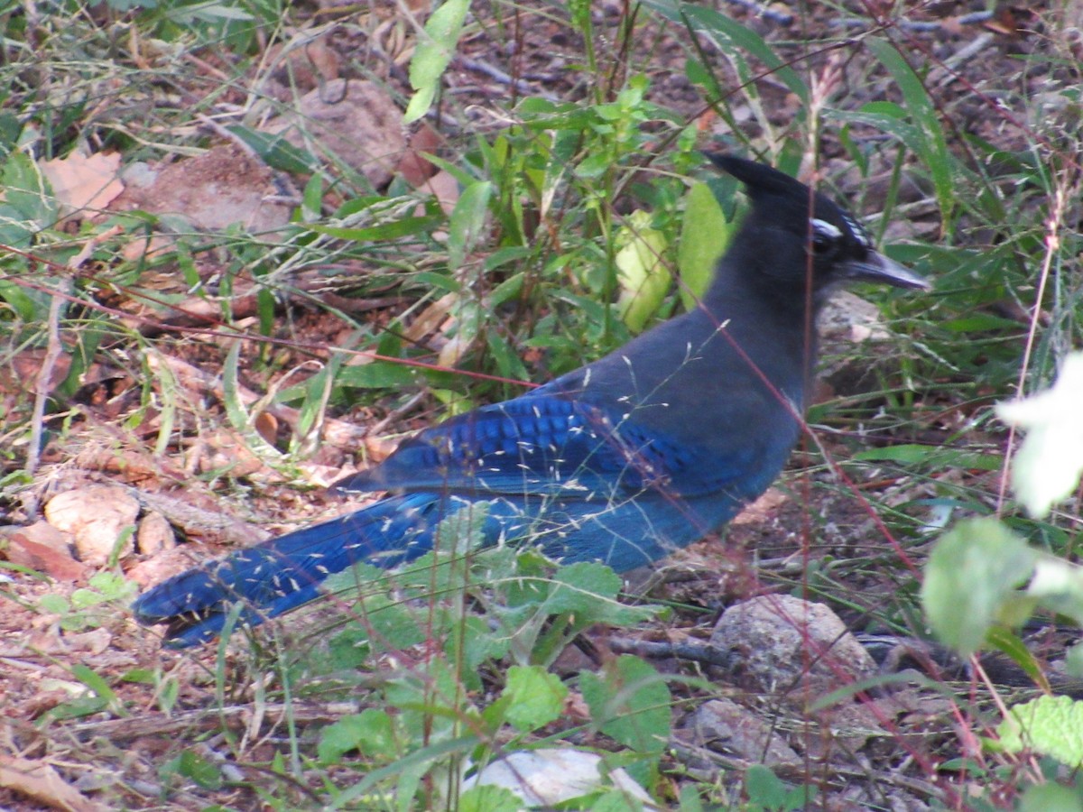 Стеллерова сойка [группа diademata] - ML644291820