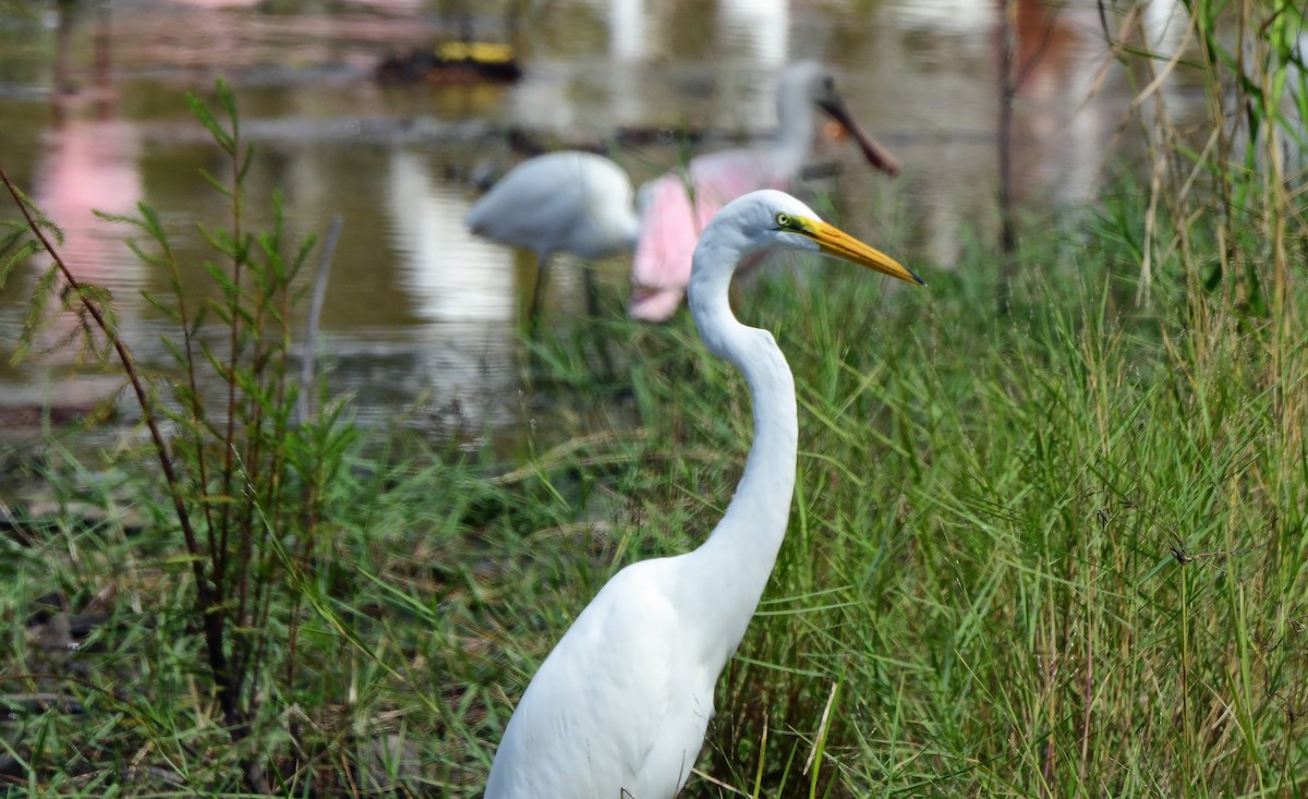 Great Egret - ML644291828