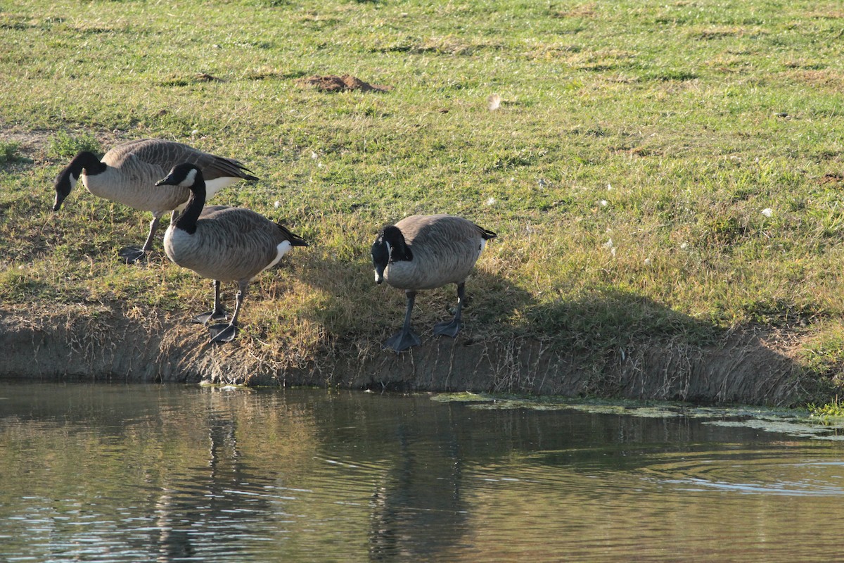 Canada Goose - ML644291831
