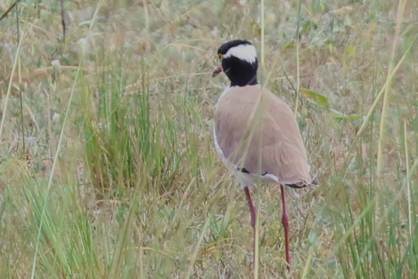 Black-headed Lapwing - ML644291832