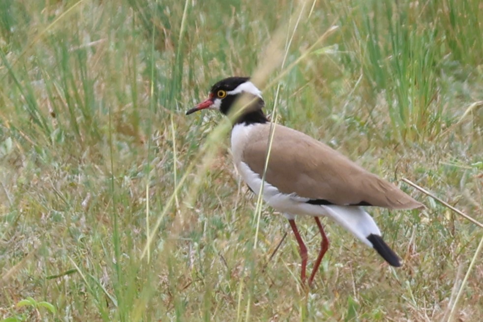 Black-headed Lapwing - ML644291833