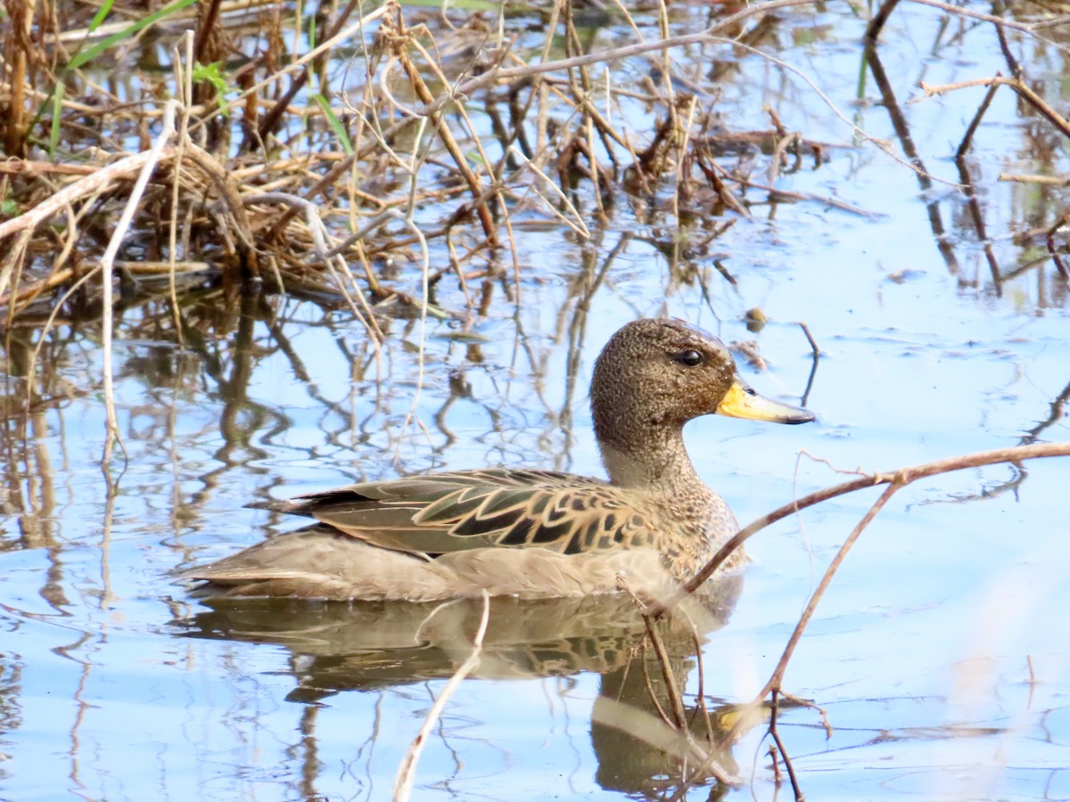 Sarcelle tachetée (flavirostris) - ML644291841