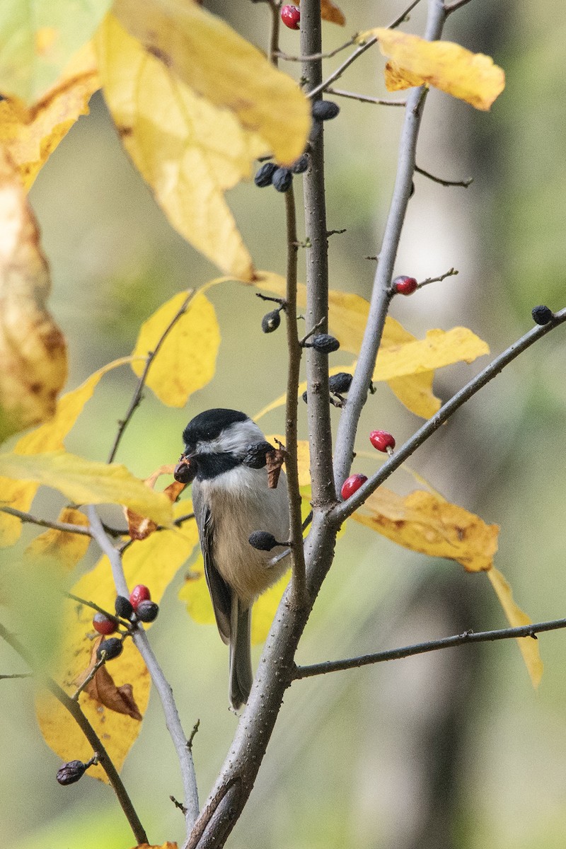 Каролинская гаичка - ML644291842