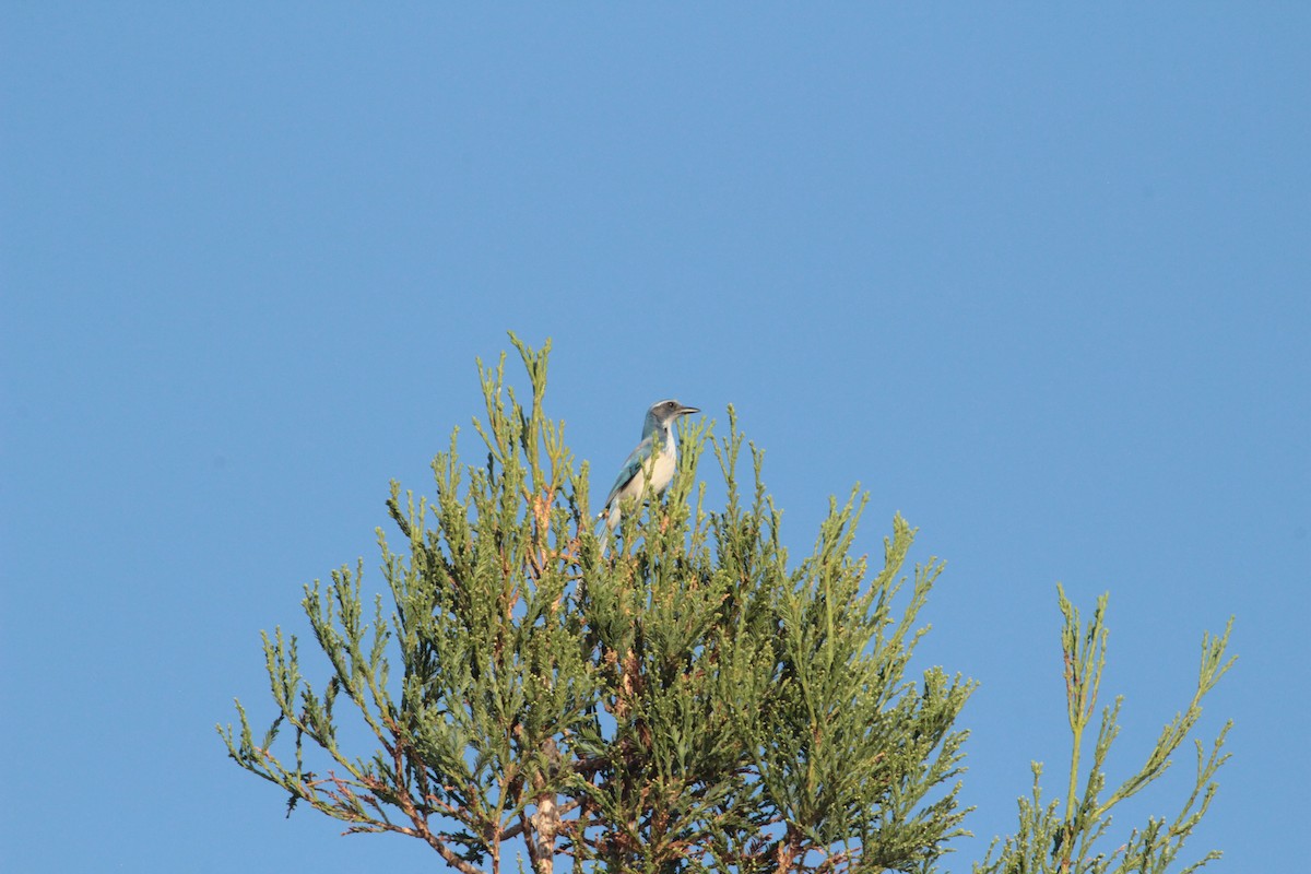 California Scrub-Jay - ML644291854