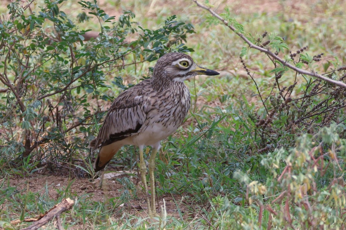 Лежень річковий - ML644291856