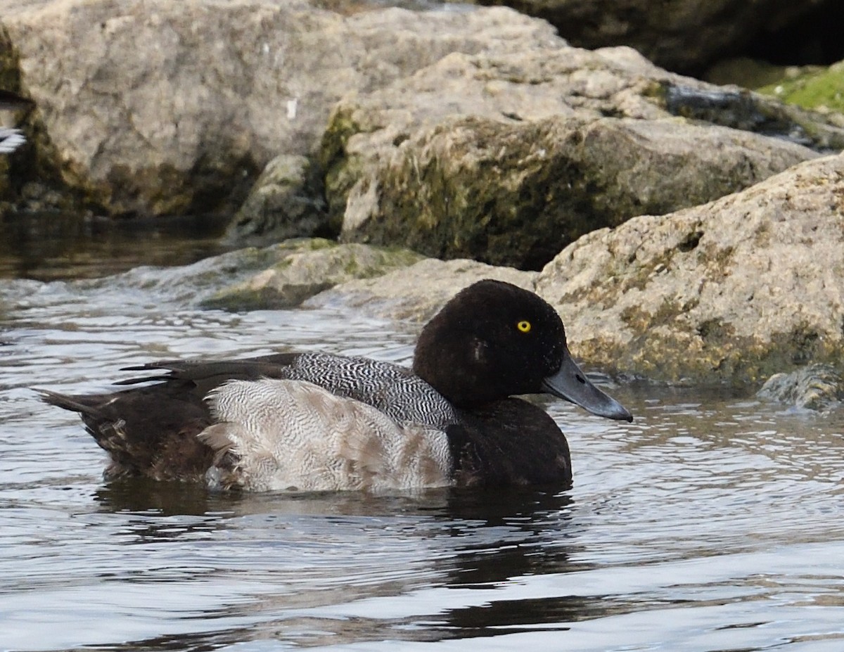 Fuligule milouinan - ML644291864