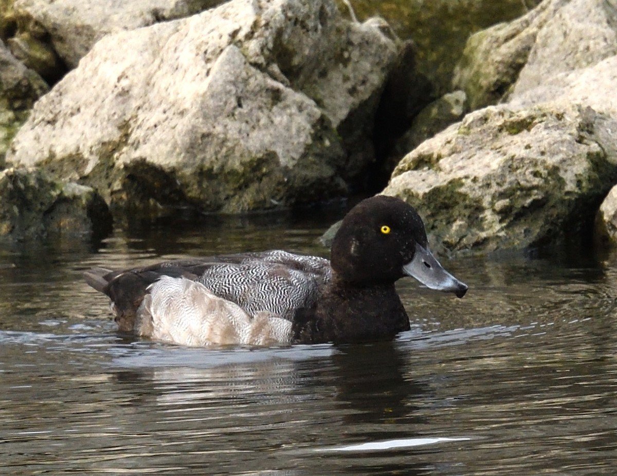 Fuligule milouinan - ML644291865