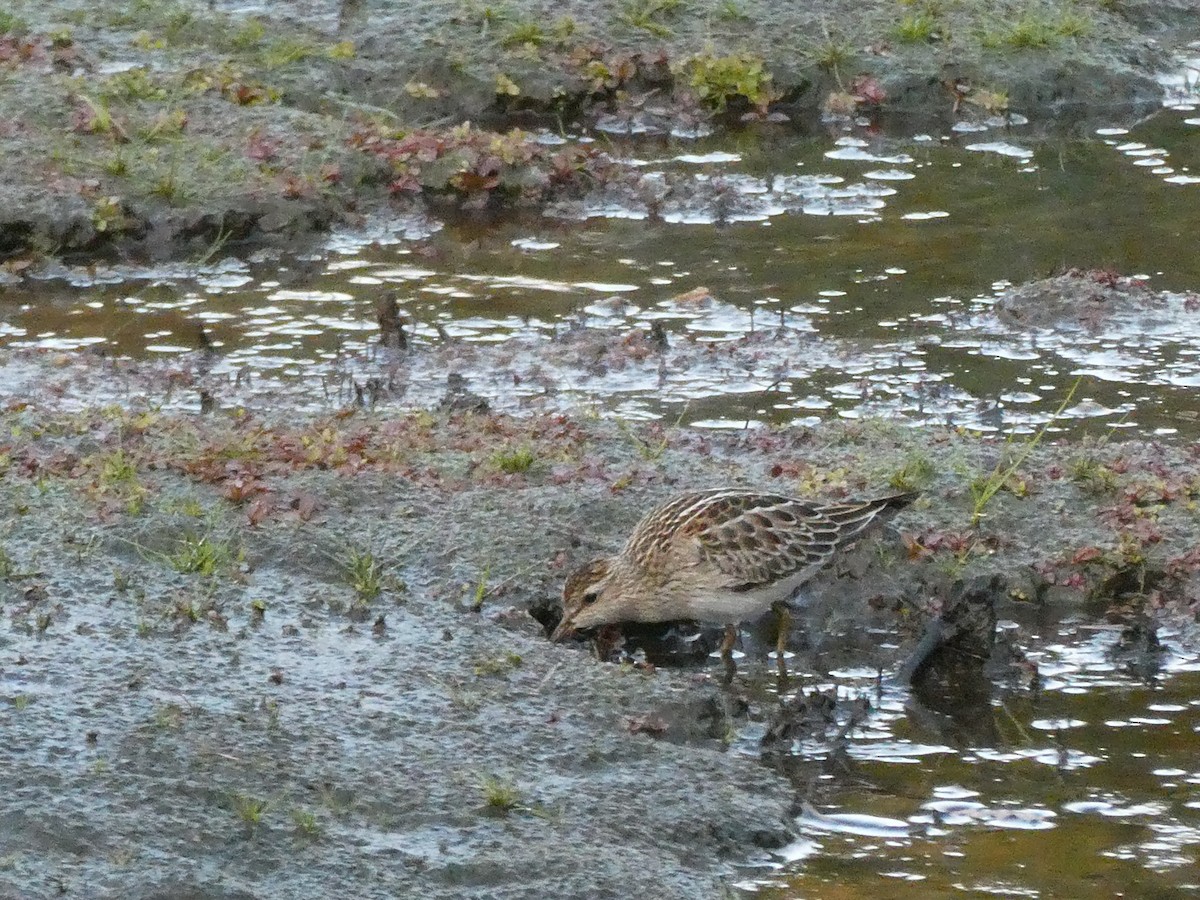 Pectoral Sandpiper - ML644291866