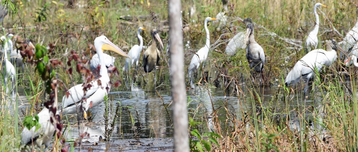 American White Pelican - ML644291869
