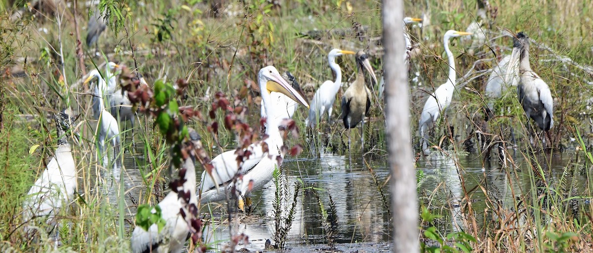 American White Pelican - ML644291873