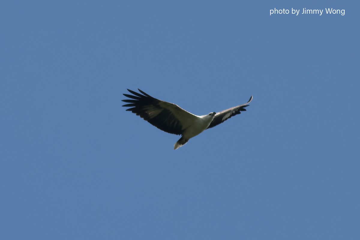 White-bellied Sea-Eagle - ML644291878