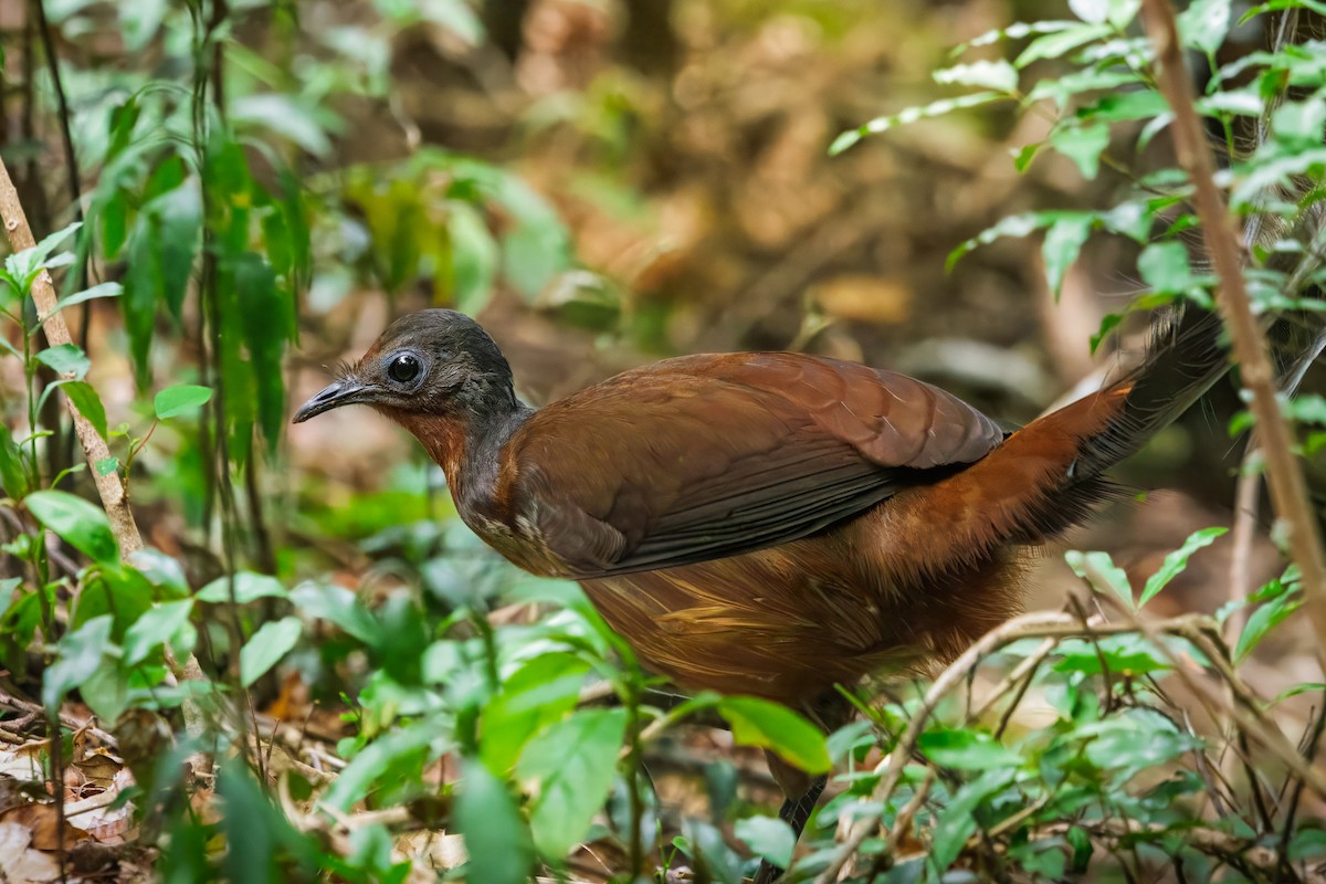 Albert's Lyrebird - ML644291897