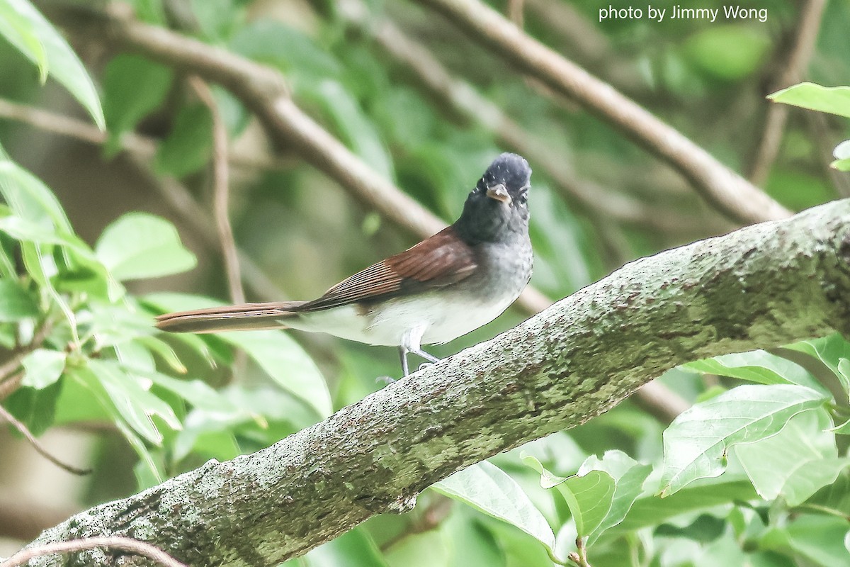 Amur Paradise-Flycatcher - ML644291900