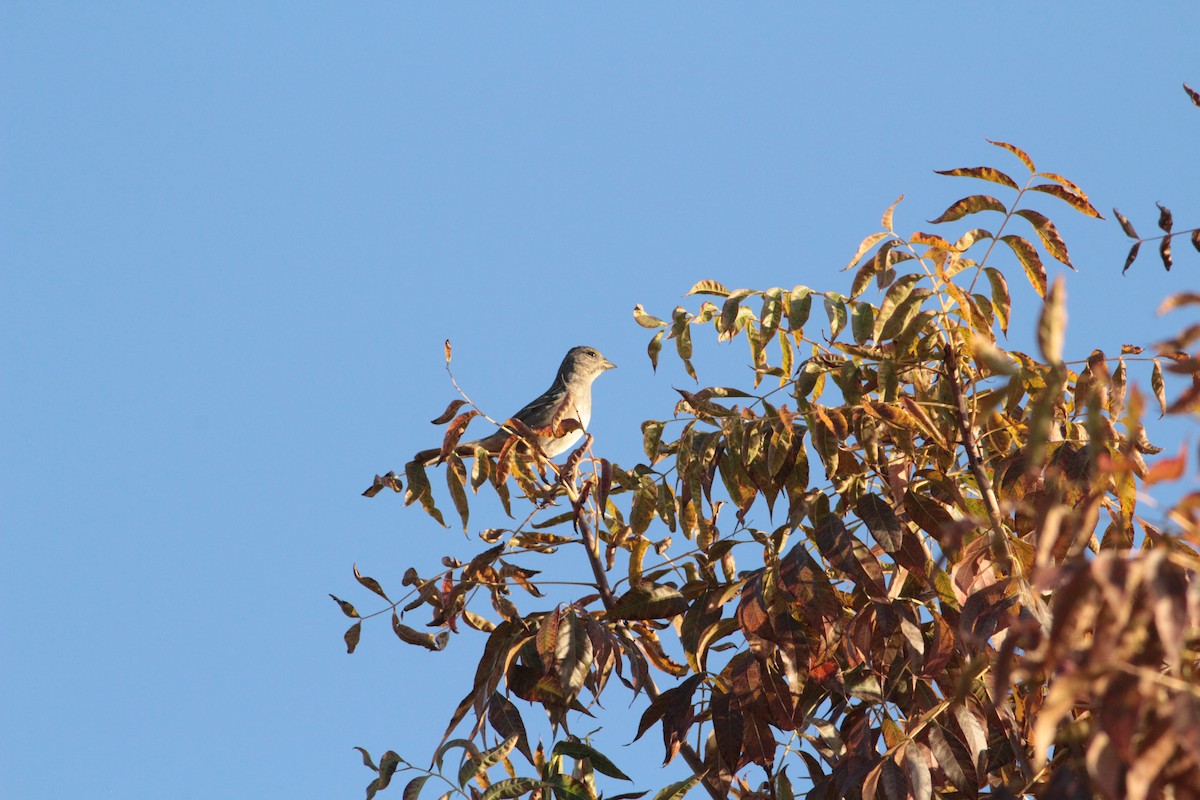 Golden-crowned Sparrow - ML644291905