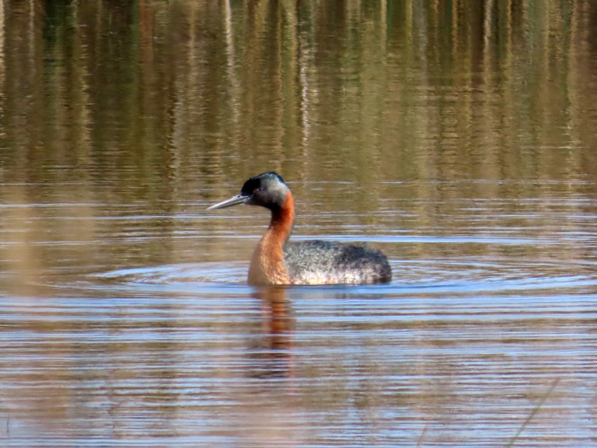 spyddykker - ML644291907