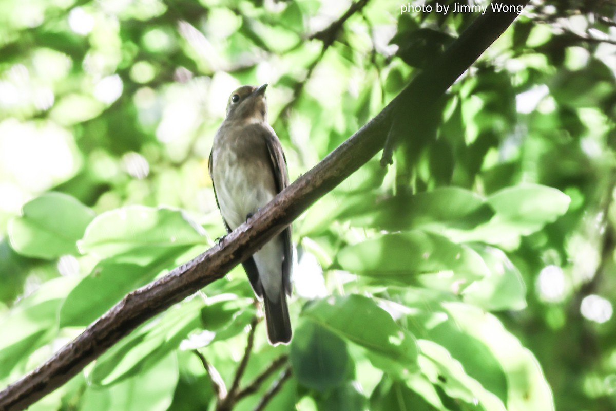 Blue-and-white Flycatcher - ML644291908