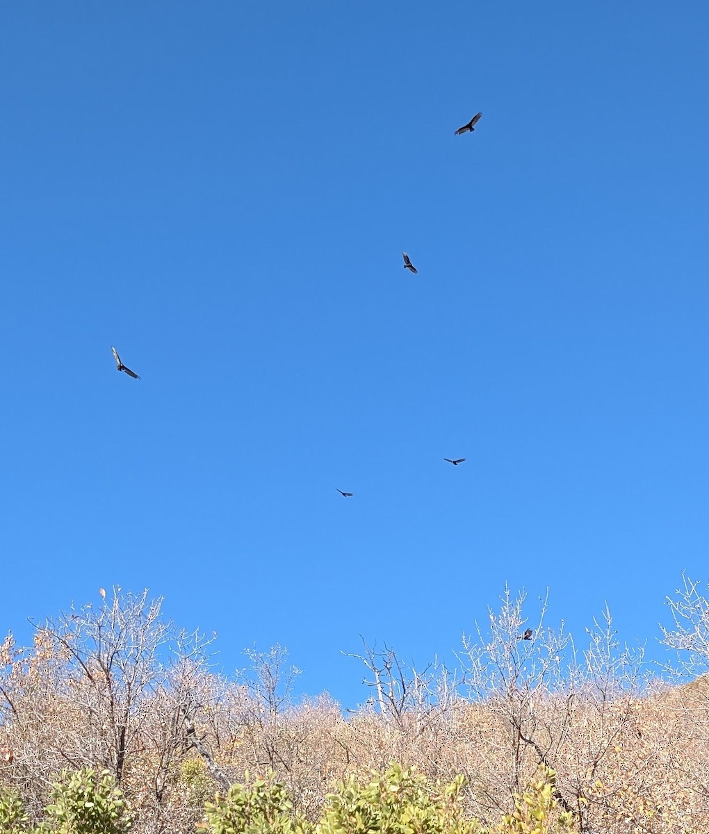 Aura Gallipavo (grupo Aura) - ML644291917