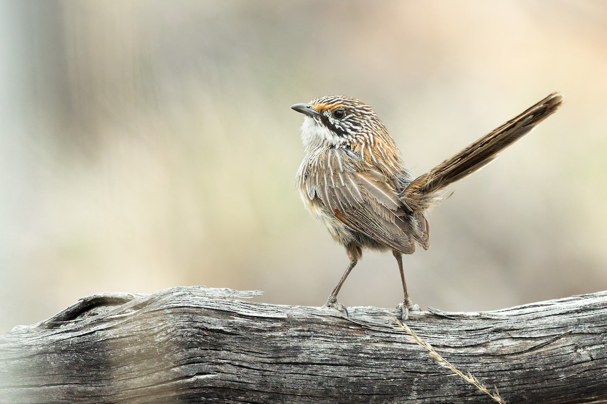 stripegressmett - ML644291922