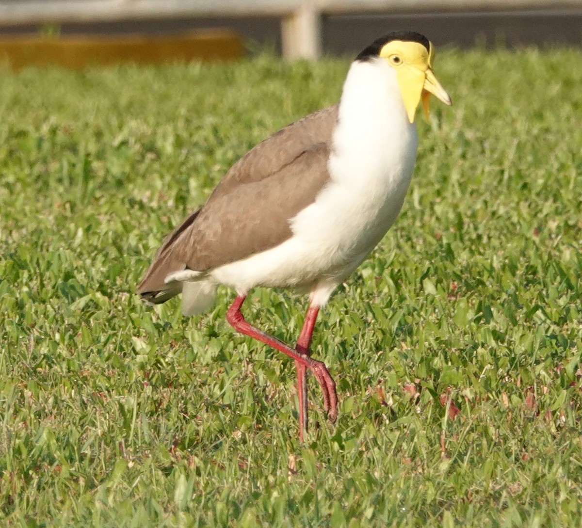 čejka australská - ML644291927