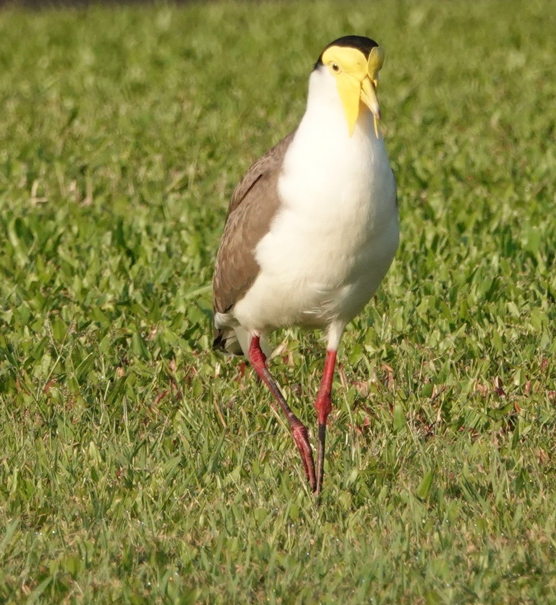 čejka australská - ML644291928