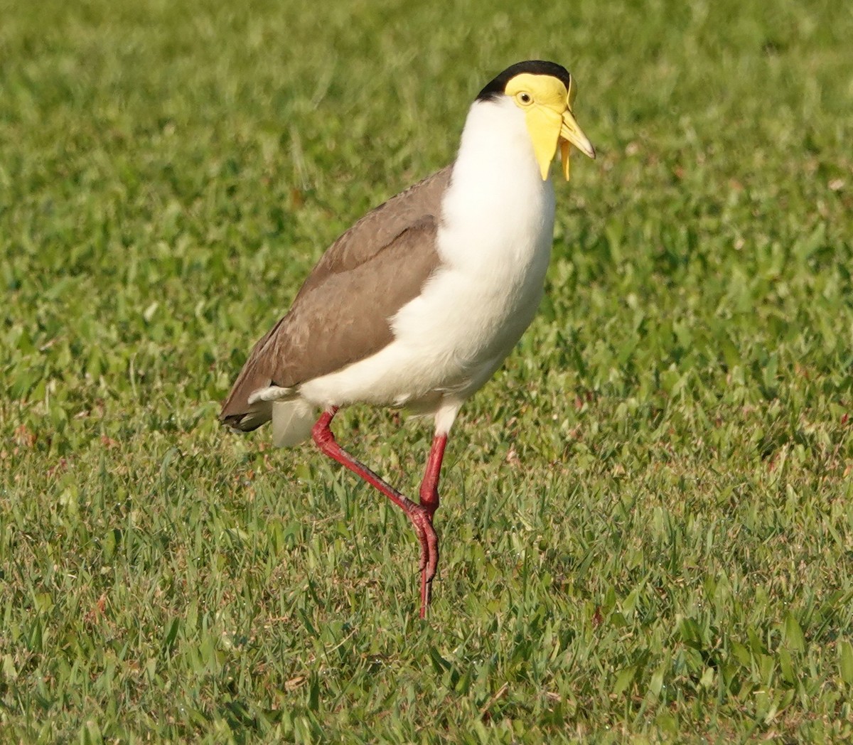 čejka australská - ML644291929