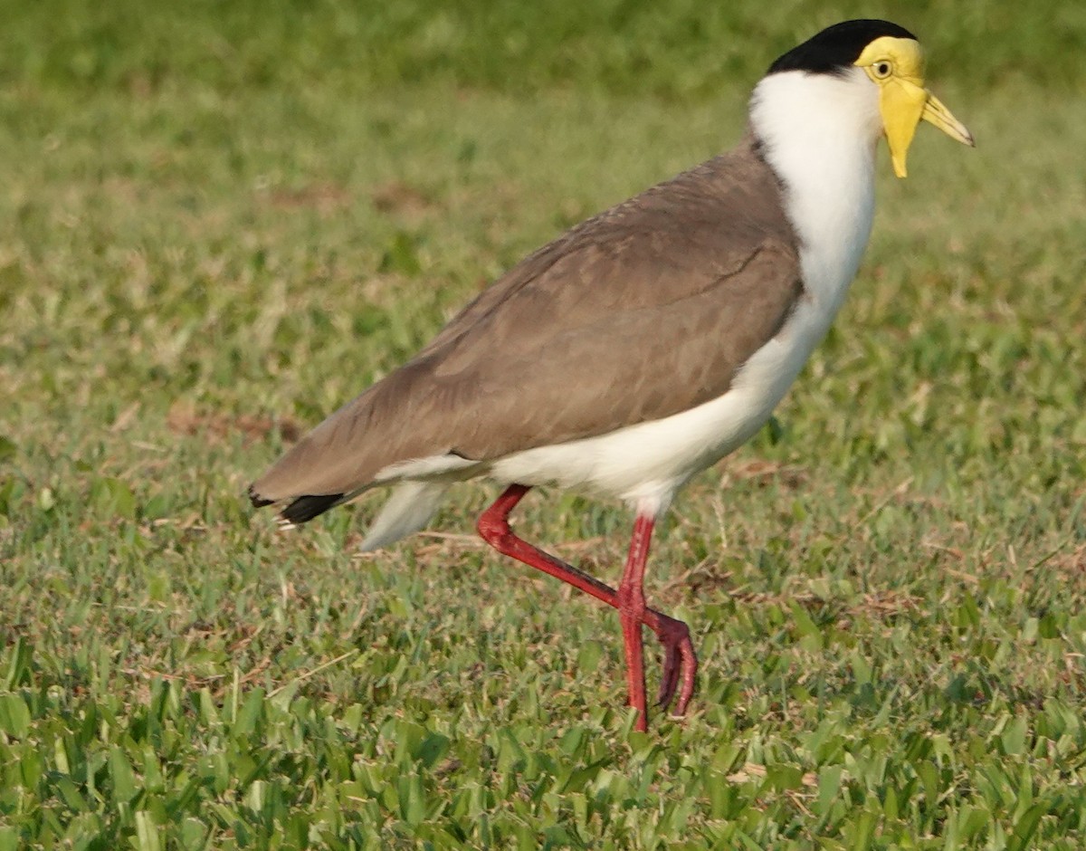 čejka australská - ML644291930