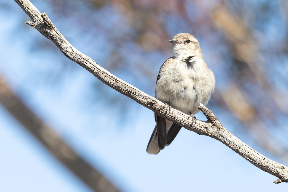 Weißschwanzschnäpper - ML644291934