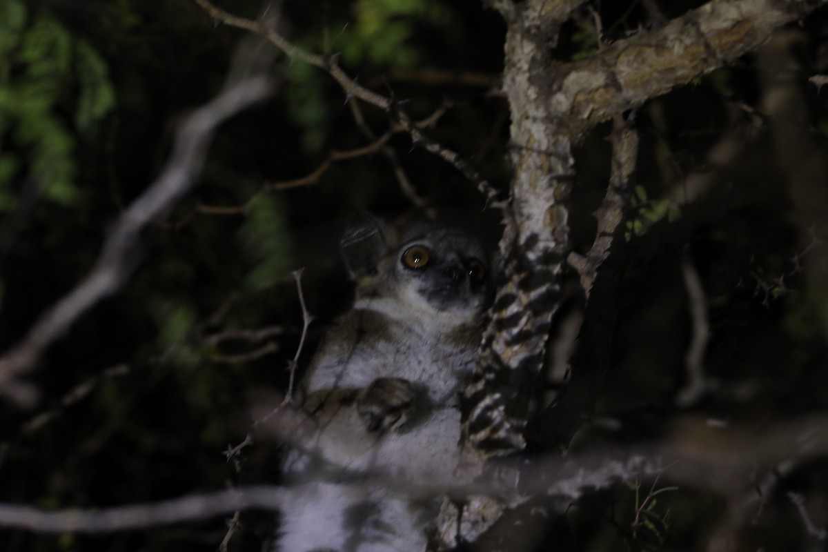 Sportive Lemurs - ML644291935