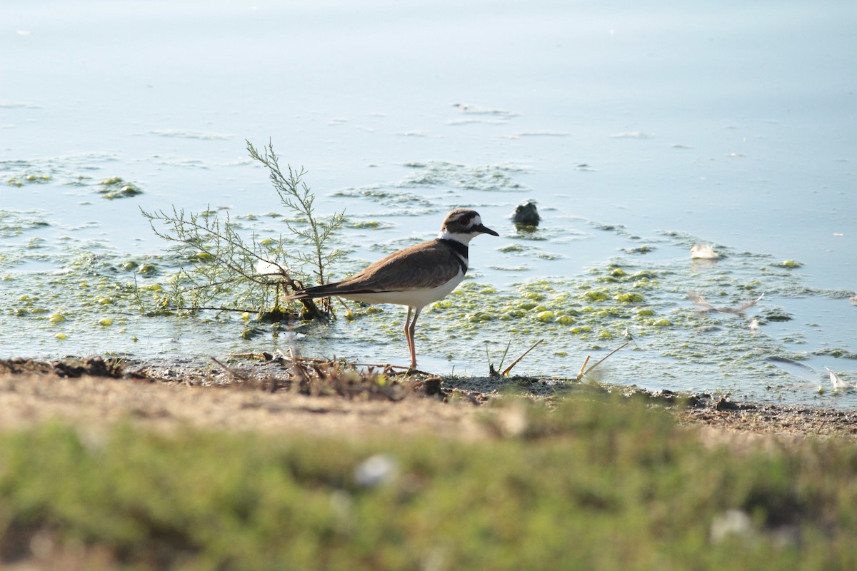Killdeer - ML644291951