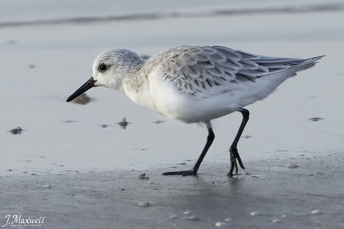 sandløper - ML644291972