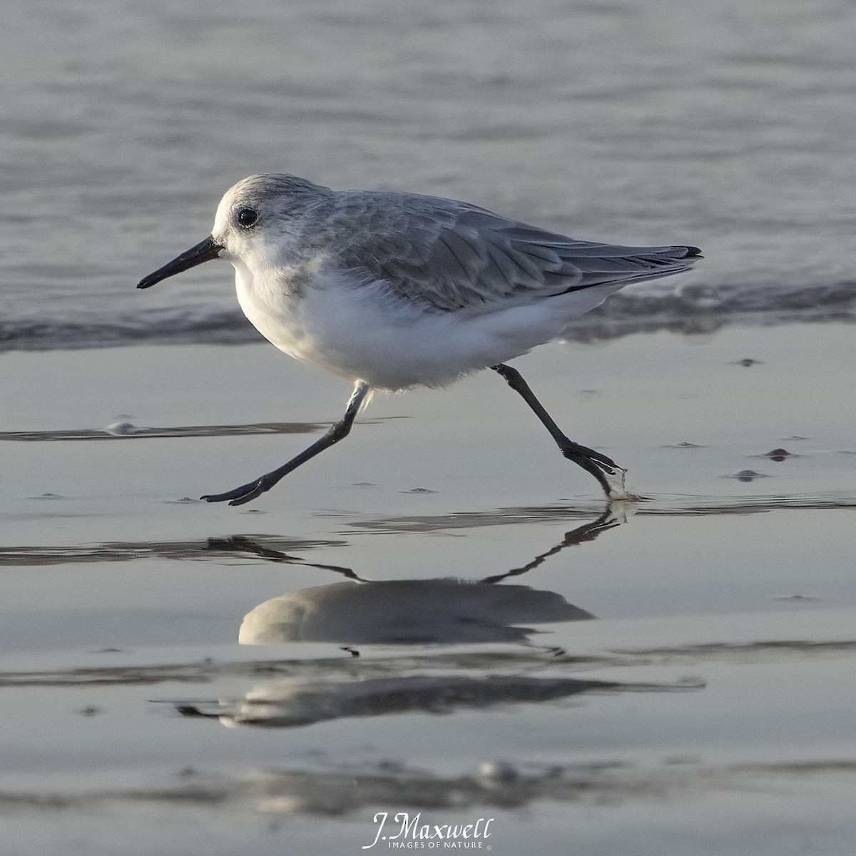 sandløper - ML644291973