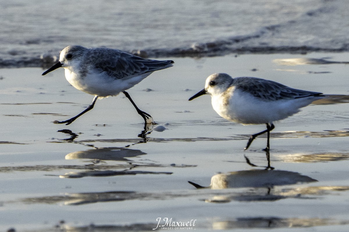 sandløper - ML644291974